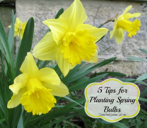 5 Tips For Planting Spring Bulbs 0603