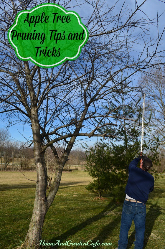 pruning apple trees