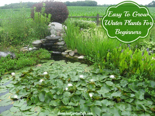 Easy To Grow Water Plants For Beginners