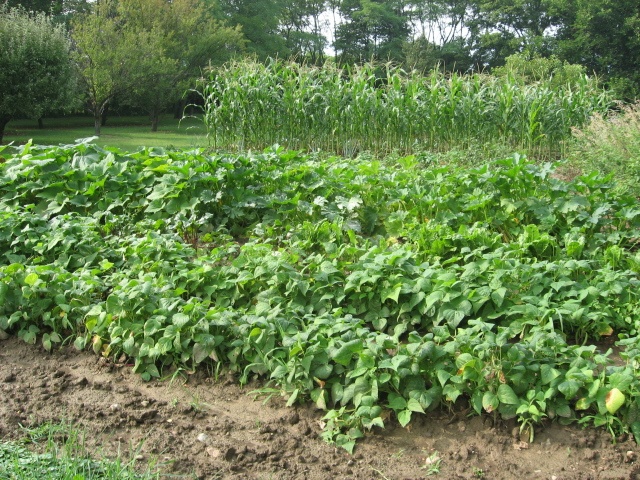 Why gardening is good for your health