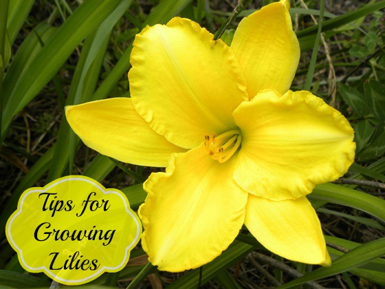 tips for growing lilies