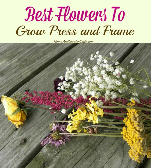 Best flowers to press and frame