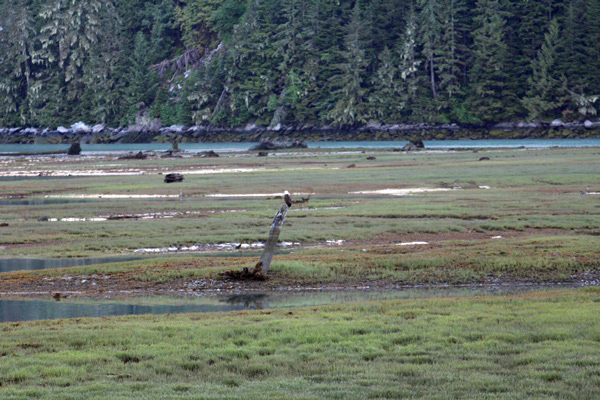 Best places to spot bald eagles in Alaska and other wild animals.