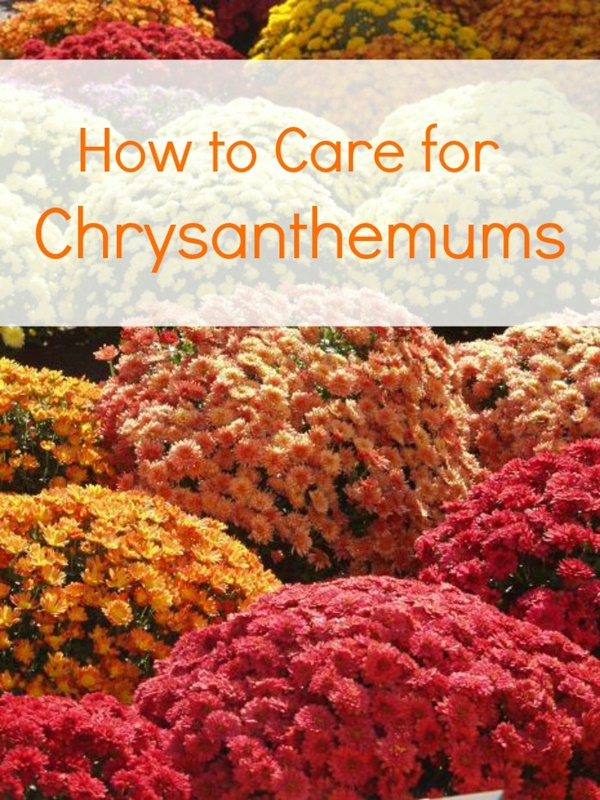 How to Care for Chrysanthemums