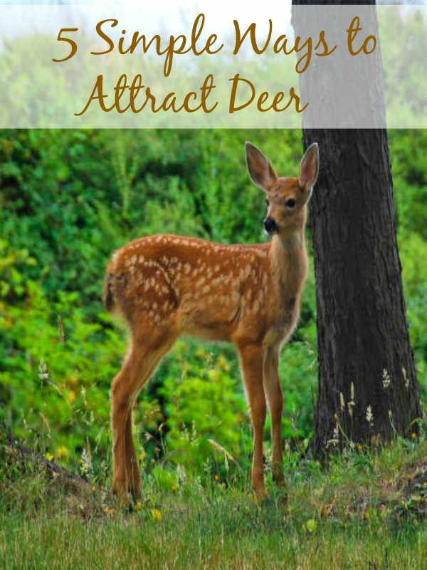 5 Simple Ways To Attract Deer
