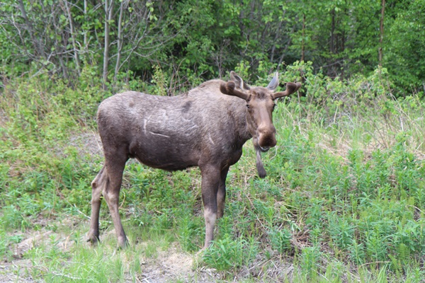 best places to spot wild animals in alaska~ moose