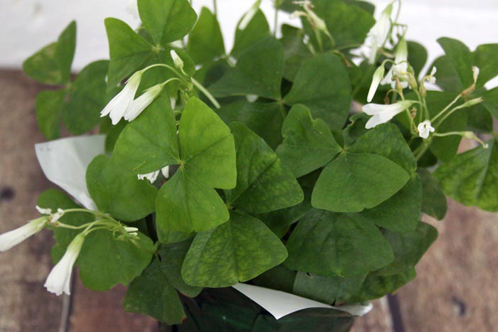 How to care for a shamrock plant