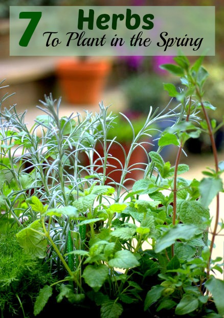 Herbs to plant this spring