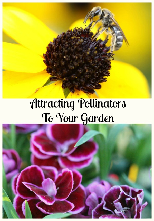 Attracting pollinators to your garden