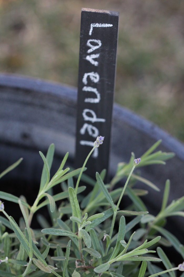 Herb Chalkboard Garden Markers Lavender