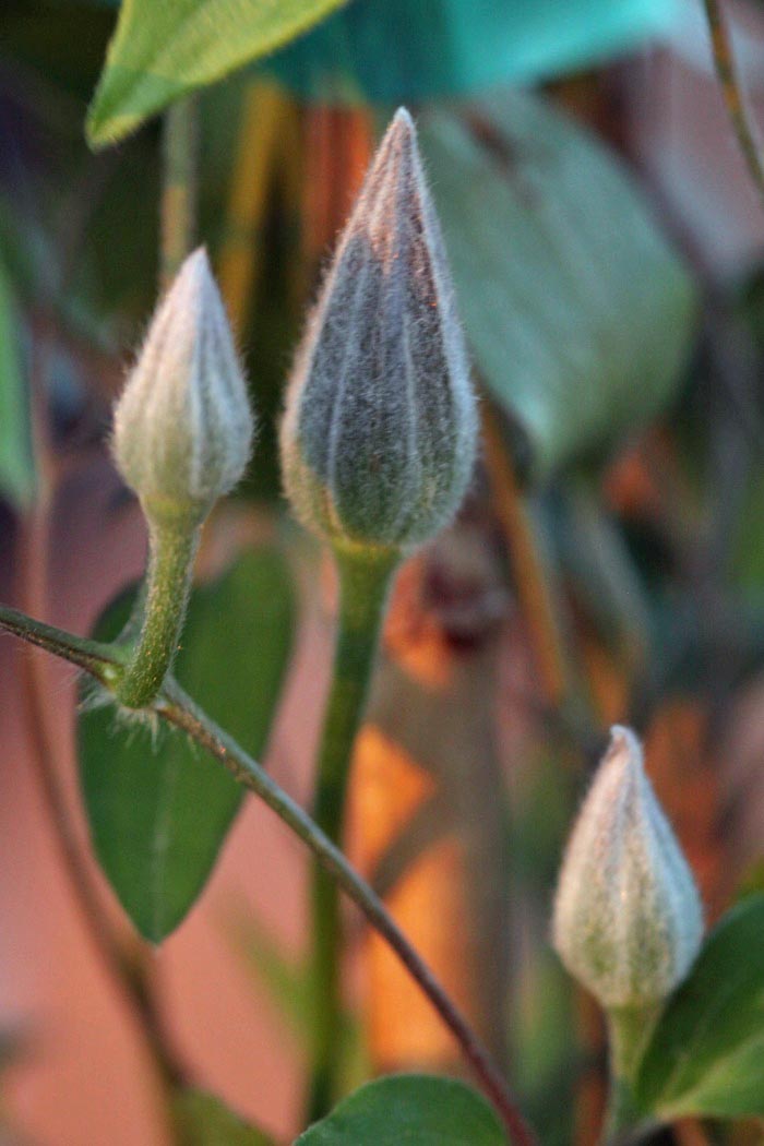 Monrovia Clematis blooms