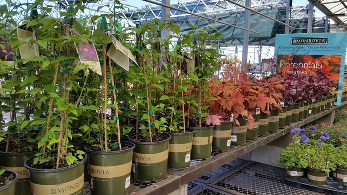 Monrovia Plants Display at Lowes