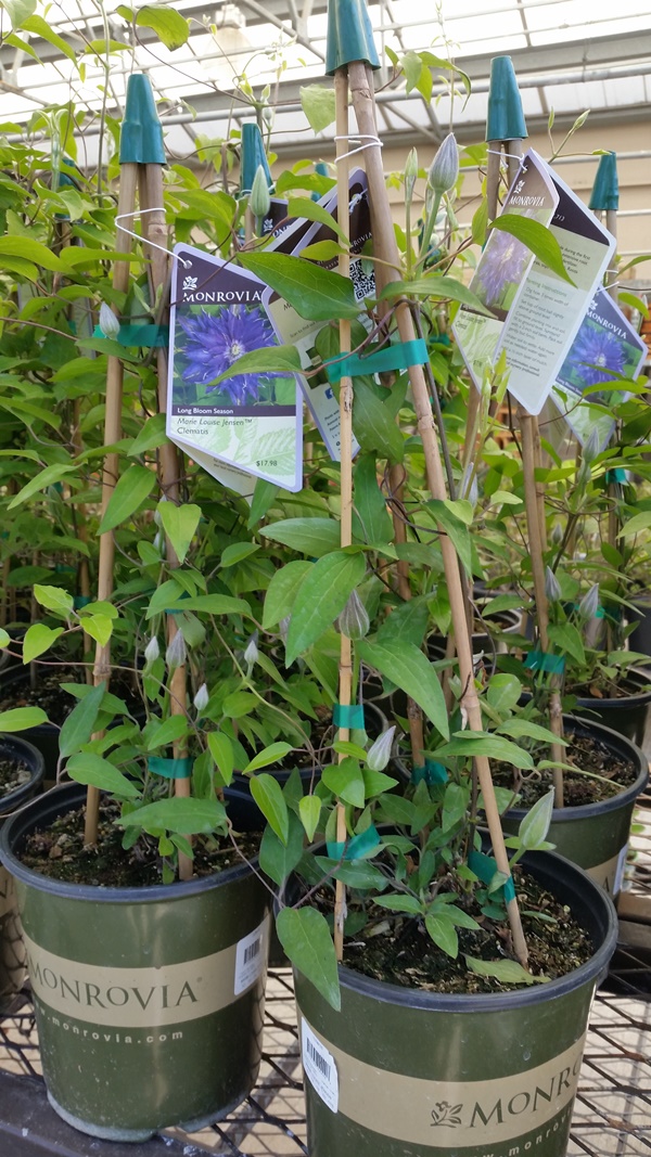 Monrovia Plants at Lowes