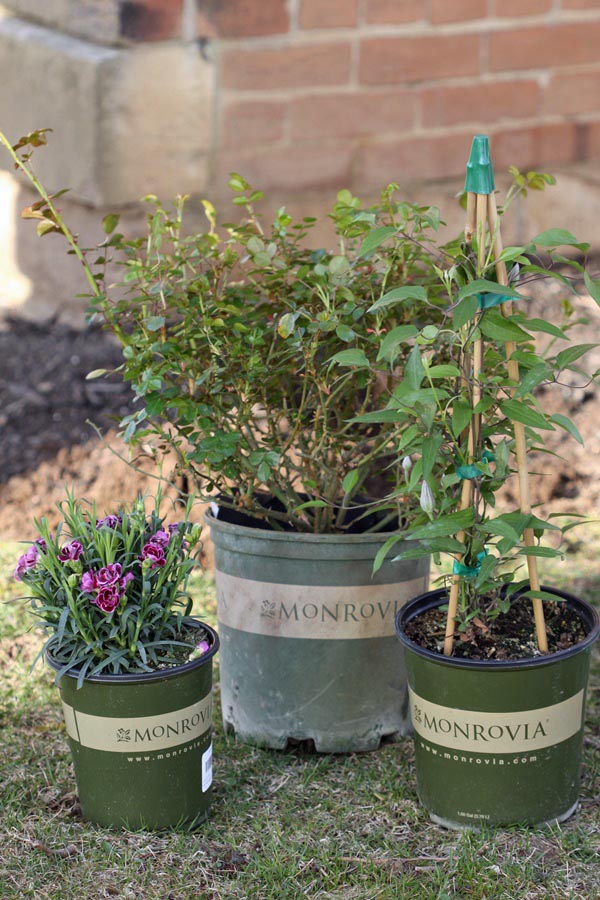 Monrovia pollinator garden plants