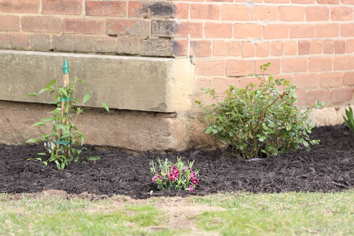 Pollinator garden plants