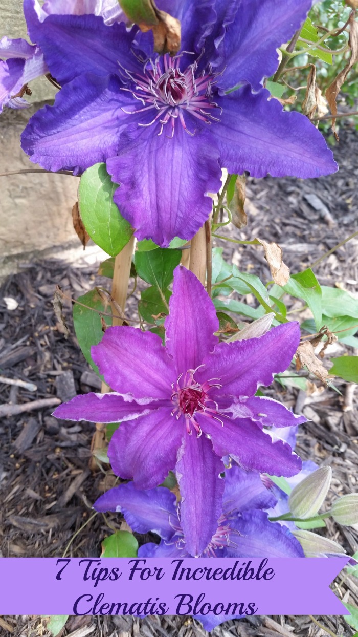 7 Tips for Incredible Clematis blooms