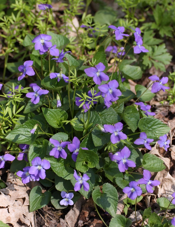 Violets~ Plants for a woodland garden