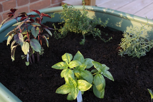 patio herb garden