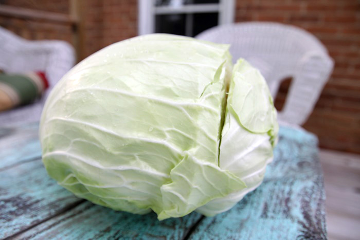 cabbage