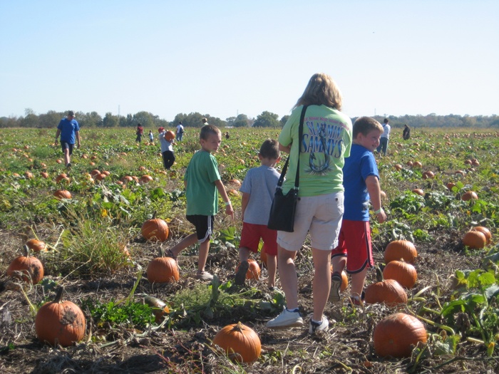 Fulton farms pumpkin patch