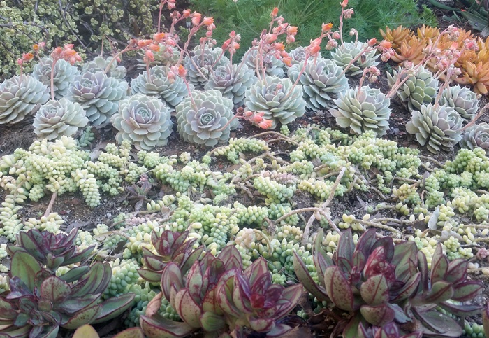 Getty Center Succulent Garden