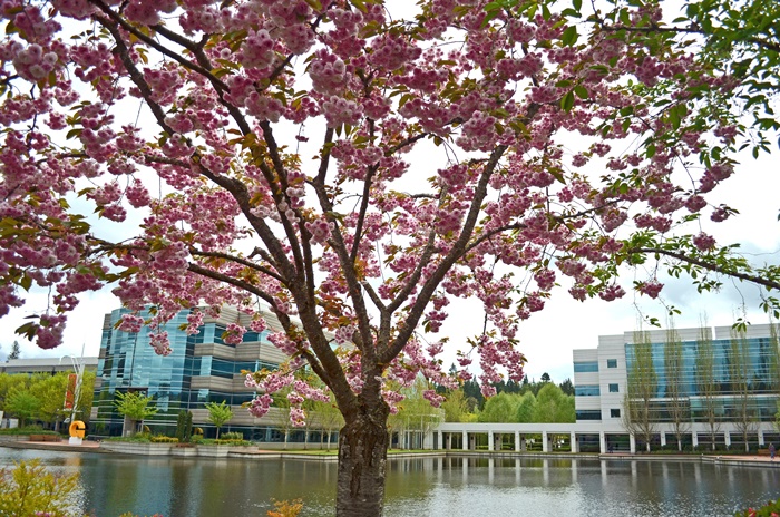 Cherry blossoms at the Nike Complex in Beaverton Oregon
