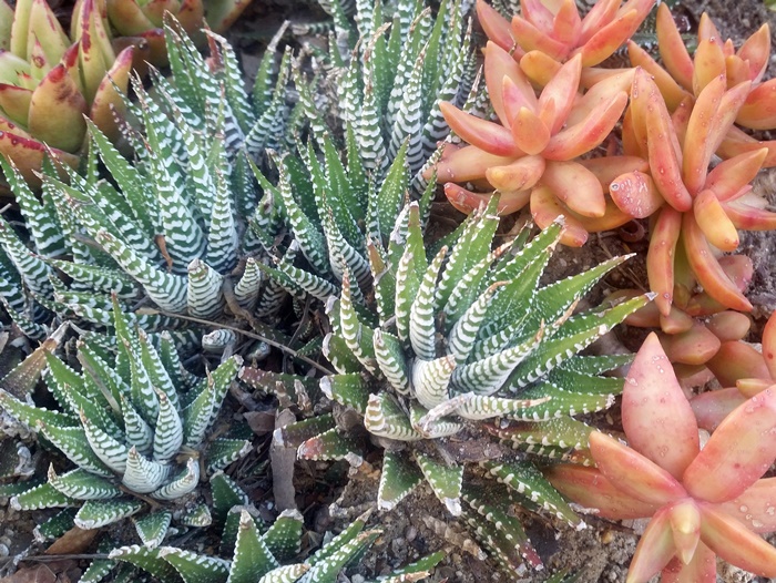 Getty Center Succulent Garden