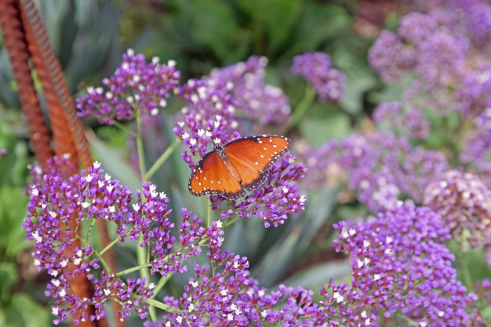 Desert Botanical Garden Phoenix Arizona~ Butterfly Pavilion