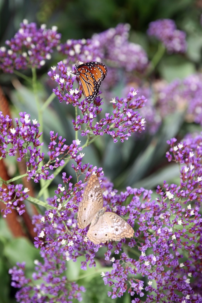 Desert Botanical Garden Phoenix Arizona~ Butterfly Pavilion