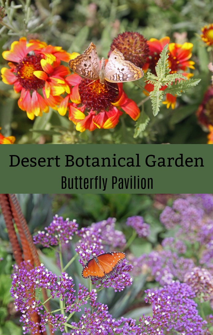 Desert Botanical Garden Butterfly Pavilion
