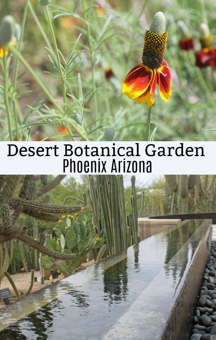 Desert Botanical Garden Phoenix Arizona