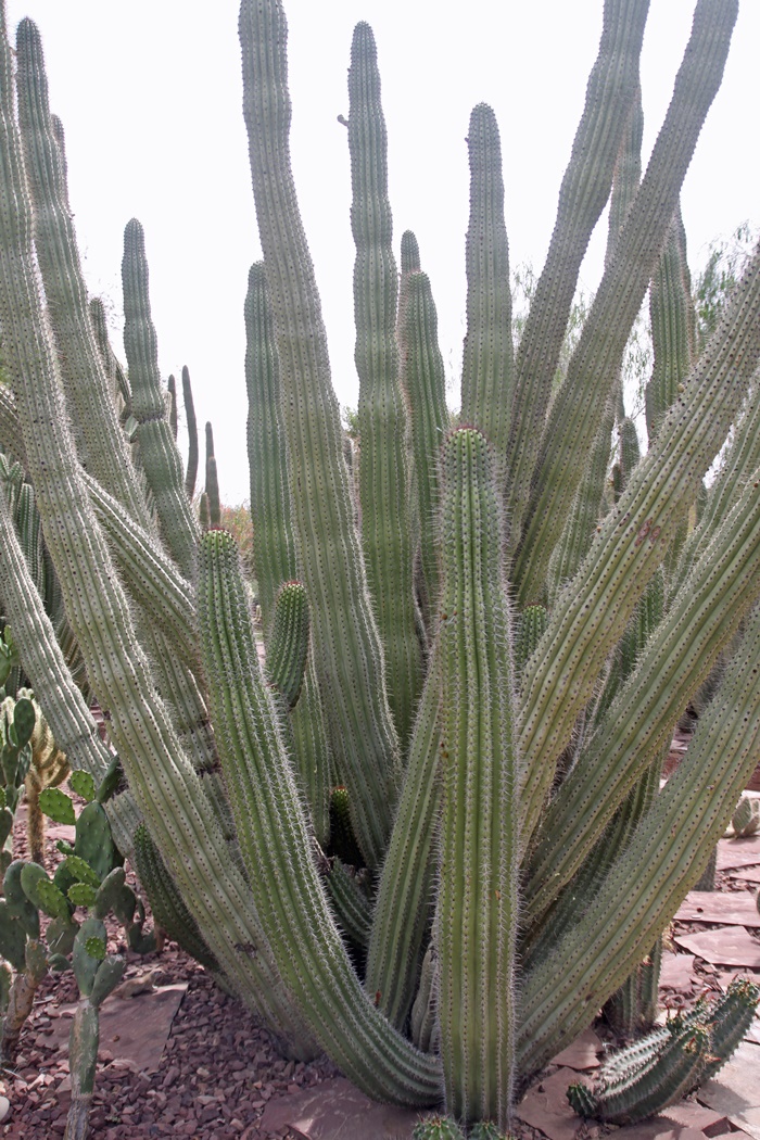 Desert Botanical Garden Phoenix Arizona~ Cactus