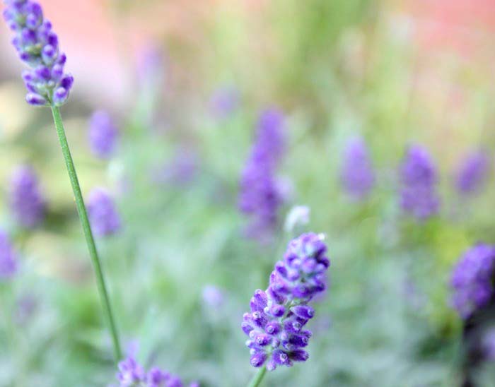 Growing and using lavender #lavender #growinglavender #herbgarden #containergarden #growingherbs