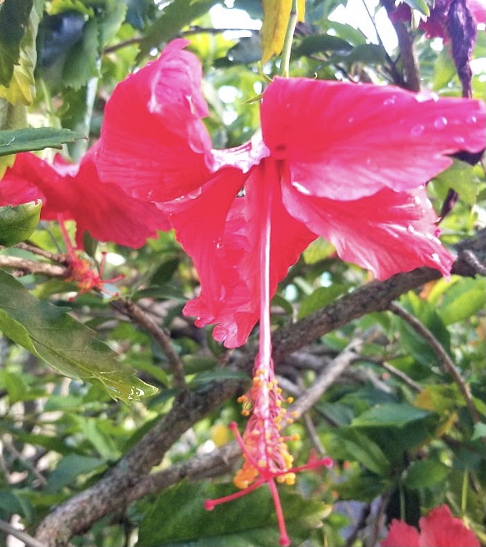 Hibiscus blooms open