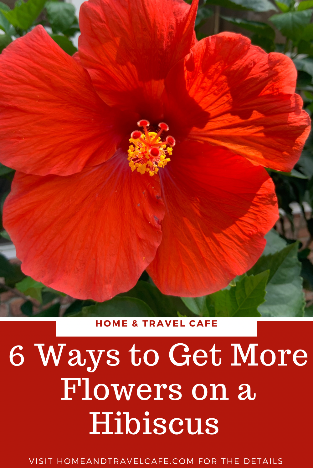 6 Ways to Get More Flowers on a Hibiscus