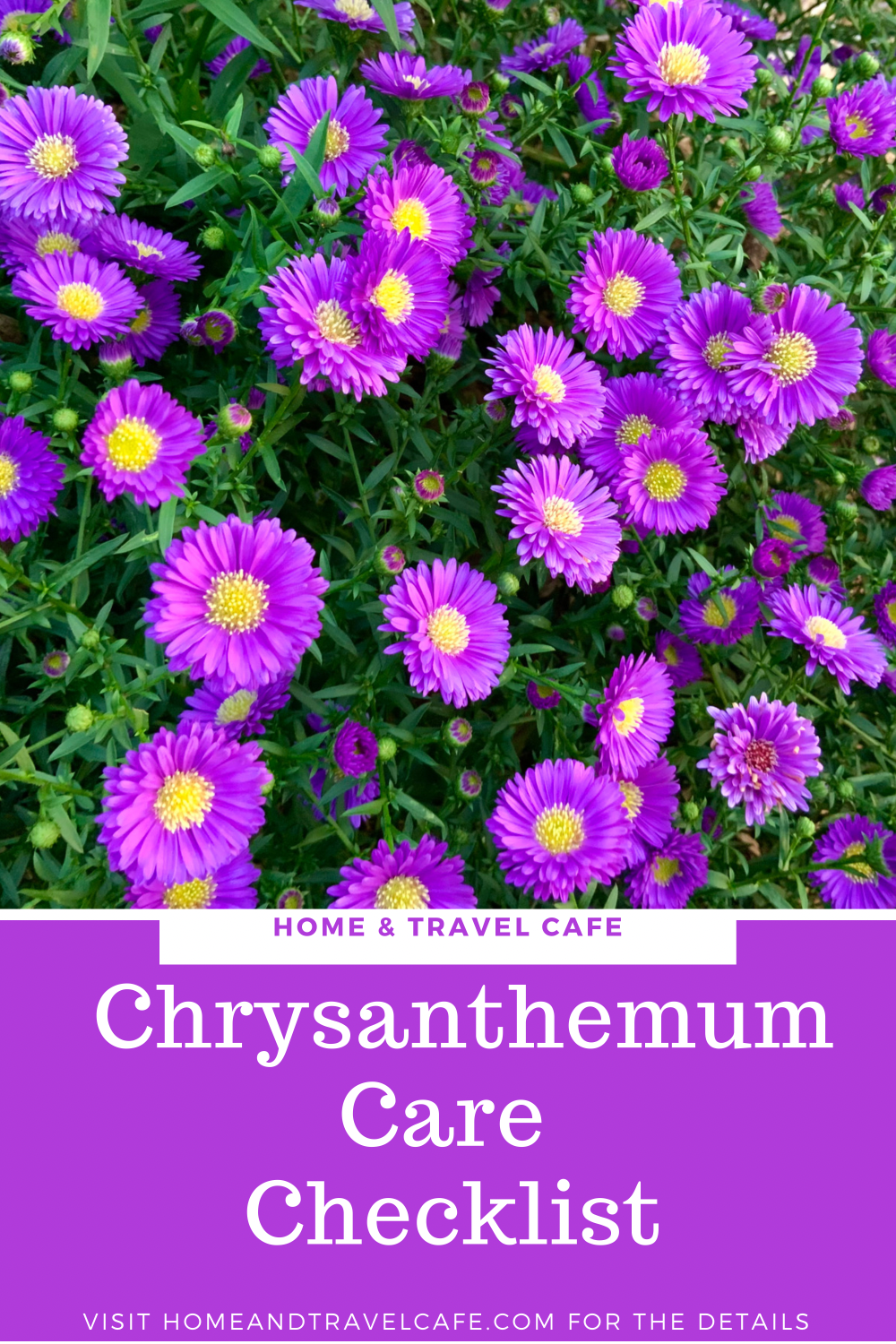 Chrysanthemum Care Checklist