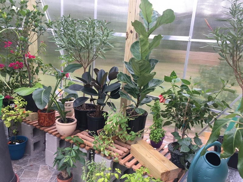 greenhouse plants