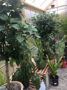 Overwinter greenhouse plants