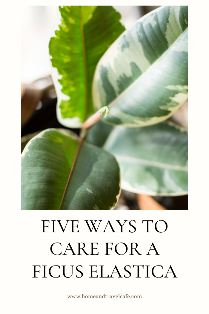 Five Ways to Care For A Ficus Elastica