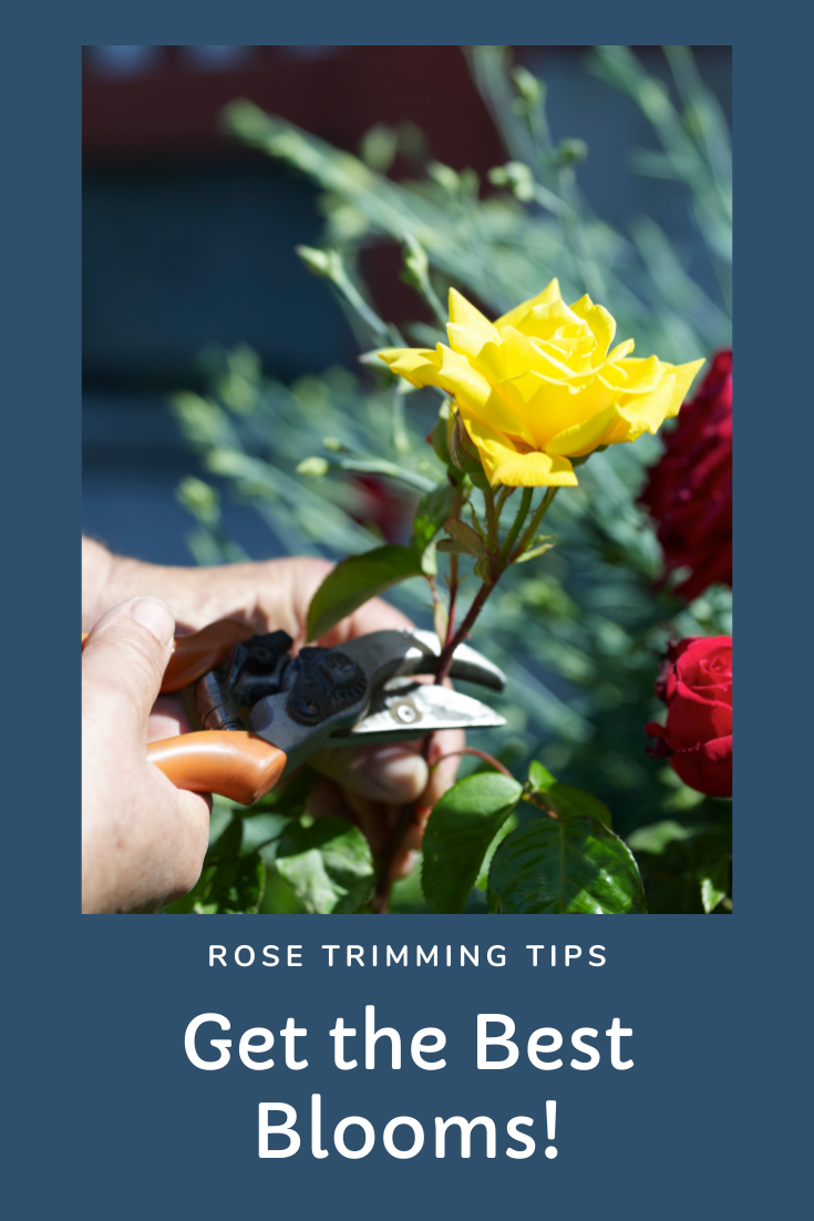 Rose Pruning Tips for the best blooms
